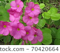 Oxalis 70420664