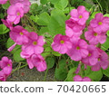 Oxalis 70420665