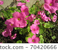 Oxalis 70420666