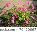 Oxalis 70420667