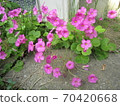 Oxalis 70420668