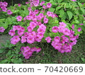 Oxalis 70420669