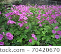 Oxalis 70420670