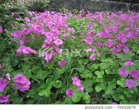 Oxalis Oxalis 70420670