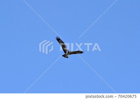 Osprey Hyeongsan River Pohang Osprey Hyeongsan River Pohang 70420675