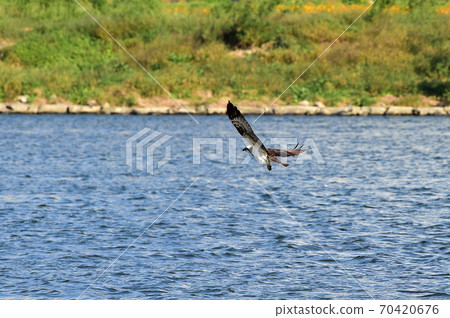 魚鷹平山河浦項 魚鷹平山河浦項 70420676