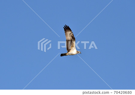 Osprey Hyeongsan River Pohang Osprey Hyeongsan River Pohang 70420680