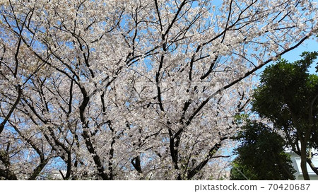 Arima, Miyamae-ku, Kawasaki City Arima Tsutsuji Park Cherry Blossom Spot Nearest Station Saginuma Station on the Denen-toshi Line Arima, Miyamae-ku, Kawasaki City Arima Tsutsuji Park Cherry Blossom Spot Nearest Station Saginuma Station on the Denen-toshi Line 70420687