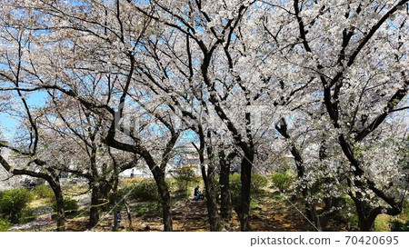 著名的櫻花勝地川崎市宮前區有馬有馬通史公園，最近的車站，Denentoshi線Saginuma車站 70420695