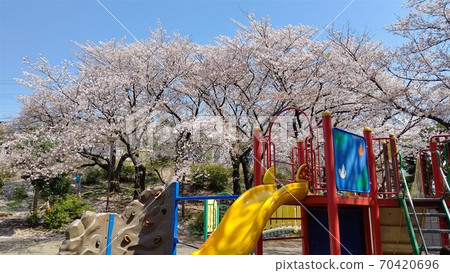 Arima, Miyamae-ku, Kawasaki City Arima Tsutsuji Park Cherry Blossom Spot Nearest Station Saginuma Station on the Denen-toshi Line Arima, Miyamae-ku, Kawasaki City Arima Tsutsuji Park Cherry Blossom Spot Nearest Station Saginuma Station on the Denen-toshi Line 70420696