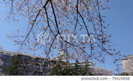 Arima, Miyamae-ku, Kawasaki City Arima Tsutsuji Park Cherry Blossom Spot Nearest Station Saginuma Station on the Denen-toshi Line Arima, Miyamae-ku, Kawasaki City Arima Tsutsuji Park Cherry Blossom Spot Nearest Station Saginuma Station on the Denen-toshi Line 70420698