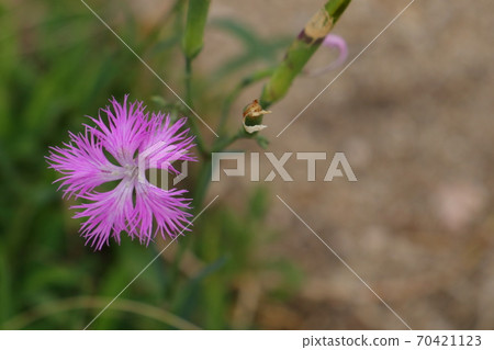 Autumn seven herbs dianthus flowers 70421123