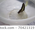 Bluebottle emergence 70421319