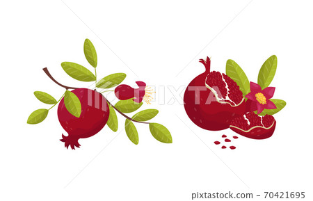 Red-purple Pomegranate Fruit with Outer Husk and Inner Seeds Vector Set Red-purple Pomegranate Fruit with Outer Husk and Inner Seeds Vector Set 70421695