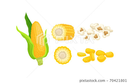 Maize or Corn as Cereal Grain with Yellow... - Stock Illustration  [70421801] - PIXTA