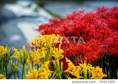 Cluster amaryllis Cluster amaryllis 70421809