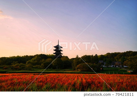 Five-story tower and red rice Five-story tower and red rice 70421811