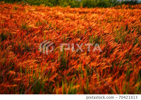 Red rice and sunset Red rice and sunset 70421813