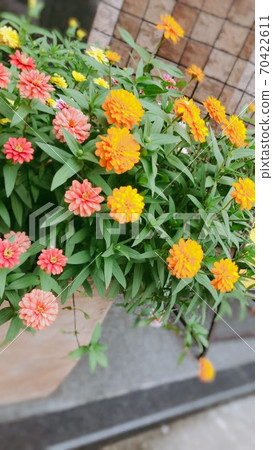 Two colors of marigolds blooming on the roadside 70422611