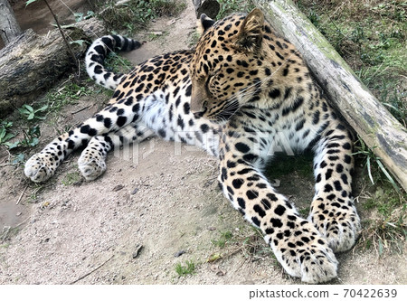 Leopard relaxing 70422639