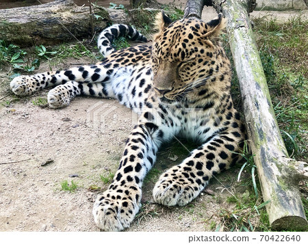 Sleepy leopard 70422640