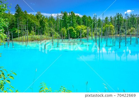 青池，青池，鈷藍，富良野，北海道，美瑛。，天氣晴朗，藍天，鮮綠色 70422669