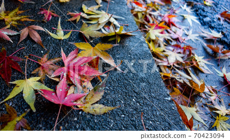 Wet fallen leaves 70423094