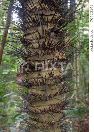 Brejauba three, that can be found at Tijuca Forest, Rio de Janeiro, Brazil 70423142