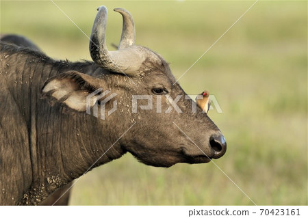 oxpeckers on the nose of a buffalo 70423161