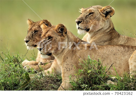 Three juvenile lions in an alert mode Three juvenile lions in an alert mode 70423162