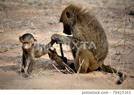 A baboon mother examines the tail of her baby for insects 70423163