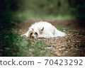 Chinese crested dog lying on the road 70423292