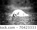 Chinese crested dog lying on the road 70423333