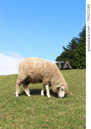 Rokkosan Pasture / Sheep 70423340