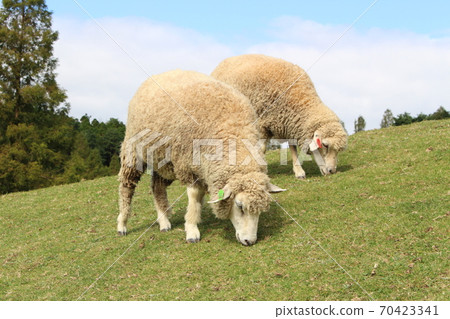 Rokkosan Pasture / Sheep 70423341