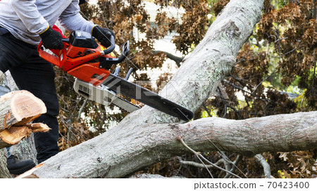 Man cutting up a tree lying on the ground with a chainsaw Man cutting up a tree lying on the ground with a chainsaw 70423400