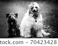 Chinese crested dog and the Cesky Terrier sitting on the road 70423428
