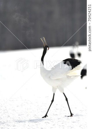 丹頂鶴 丹頂鶴 70424251