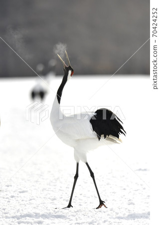 Cranberries 70424252