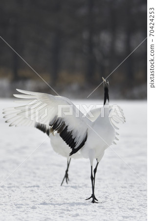 Cranberries 70424253