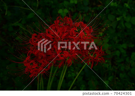 Cluster amaryllis blooming in the shade Cluster amaryllis blooming in the shade 70424301