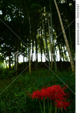 Higanki flowers and bamboo groves Higanki flowers and bamboo groves 70424387