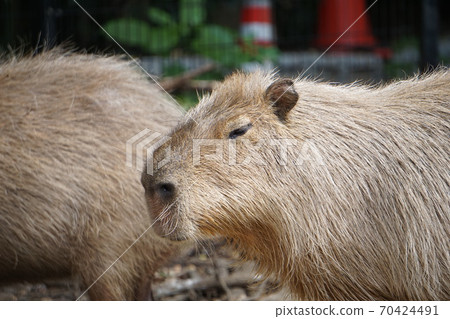 困了的卡皮帕拉 70424491