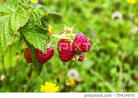 Raspberries on the bush. Raspberries on the bush. 70424970
