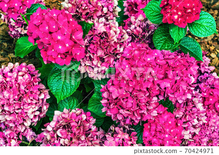 Flowers are pink in colour. Flowers are pink in colour. 70424971