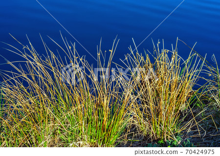 Grass on a background of water. Grass on a background of water. 70424975