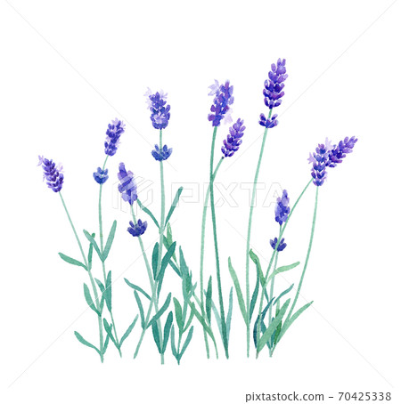 Herbs: Lavender watercolor illustration (trace vector) 70425338