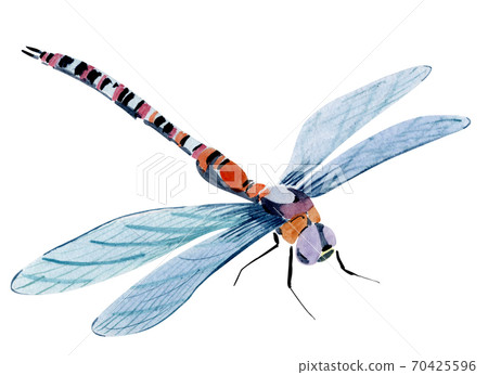 Handwork watercolor illustration of an insect dragonfly 70425596