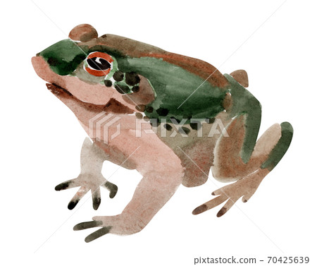 Handwork watercolor illustration of frog in white background. Handwork watercolor illustration of frog in white background. 70425639