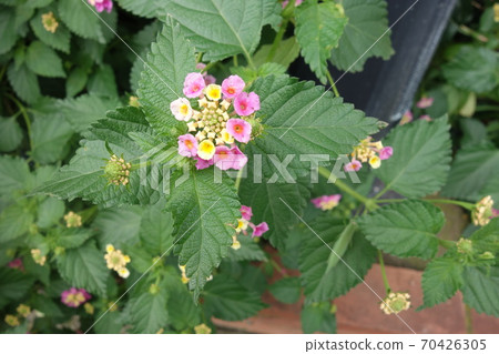 馬tana丹花在陰天 70426305